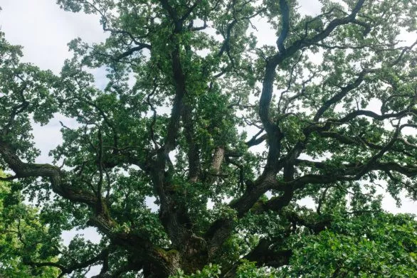 old beautiful oak