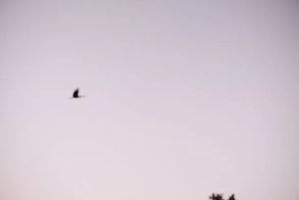 stork in flight blur