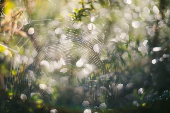 Spider web