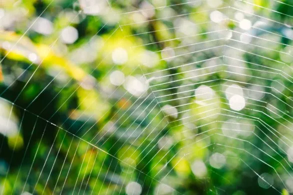 Spider web in garden