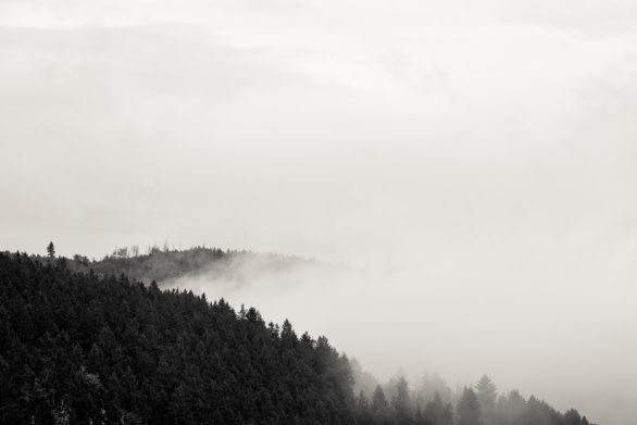 Mist in Harz Mountains