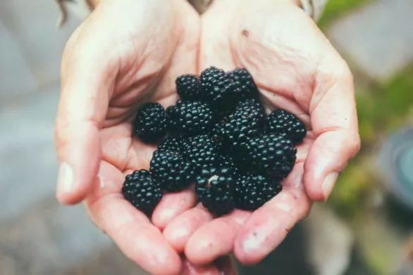 Handful of blackberries
