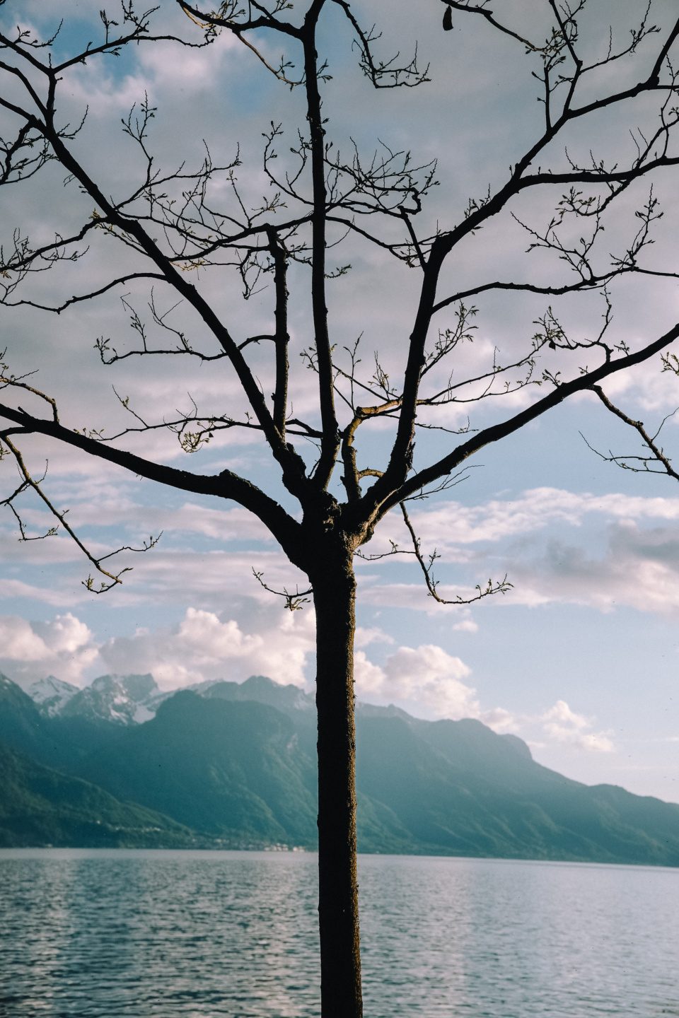 A tree against the lake of Geneva