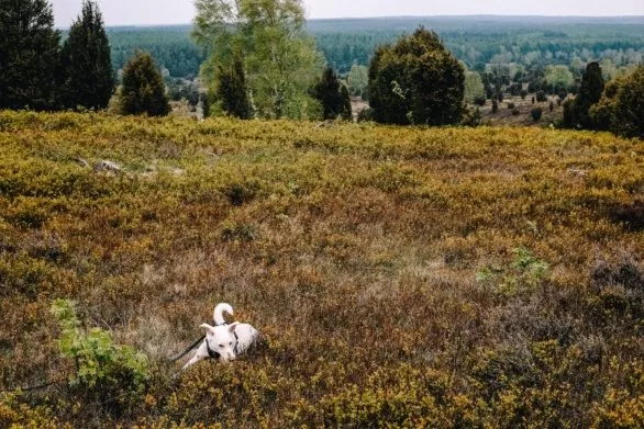 Dog frolicking in a field