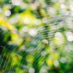 Spider web in garden