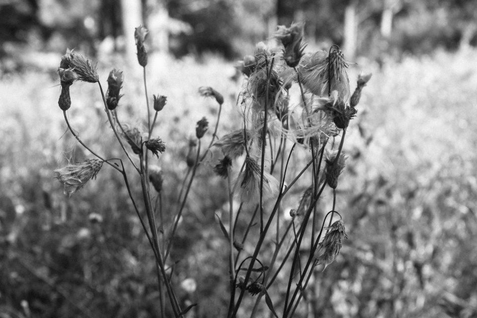 Dry flowers in the forest