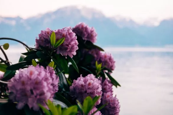 Flowers and Lake Geneva
