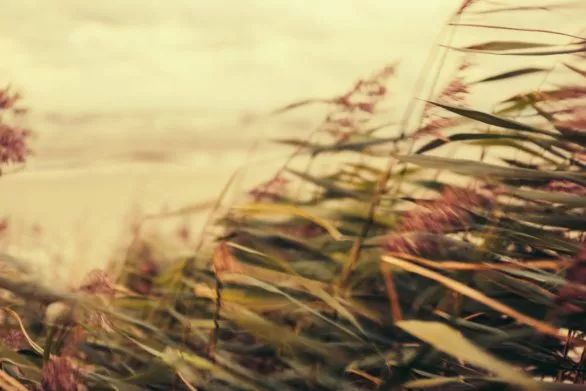 wind in grass on the beach