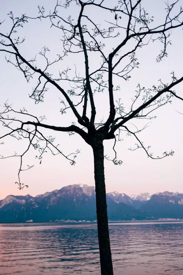 A tree against the lake of Geneva (sunrise)