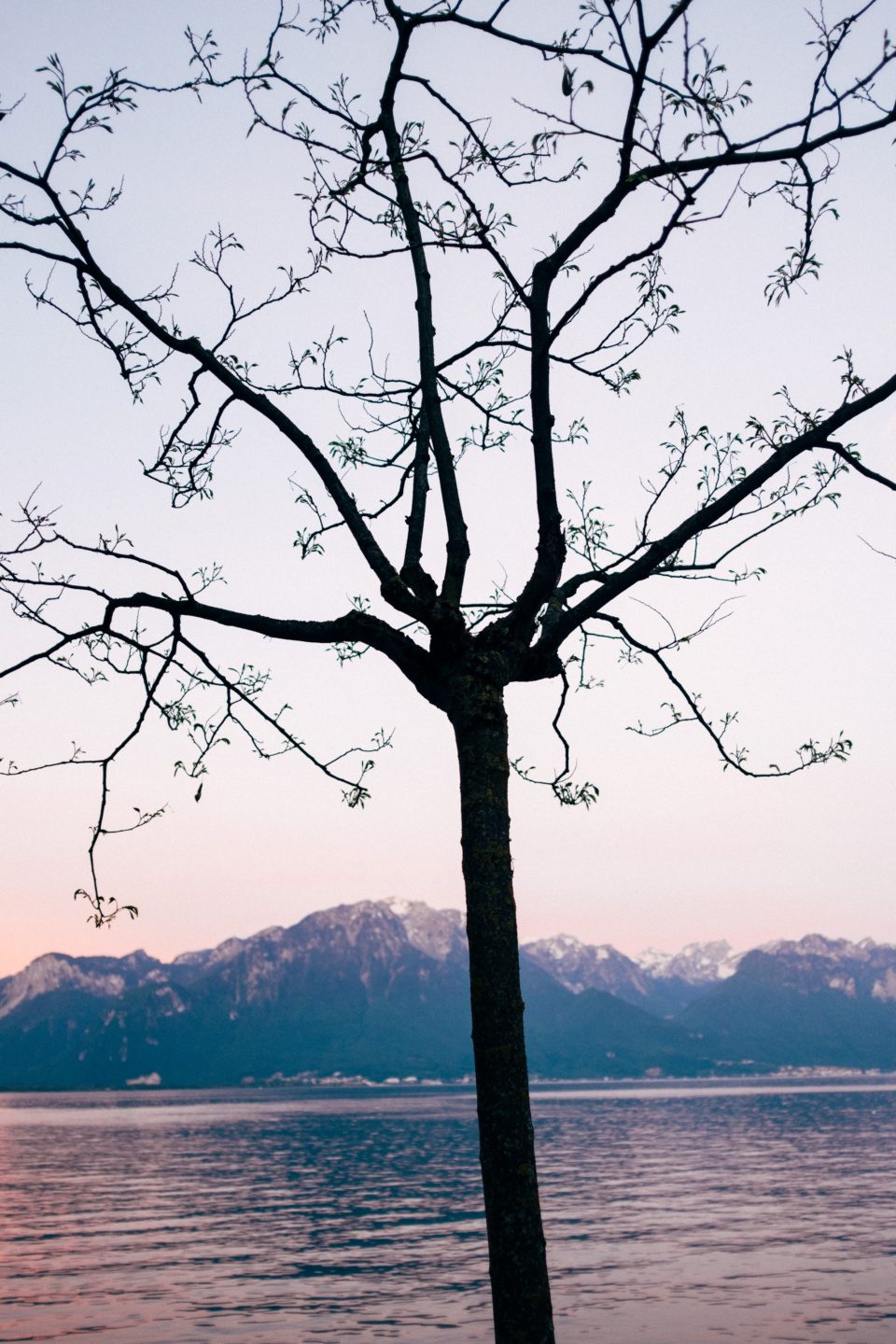 A tree against the lake of Geneva (sunrise)