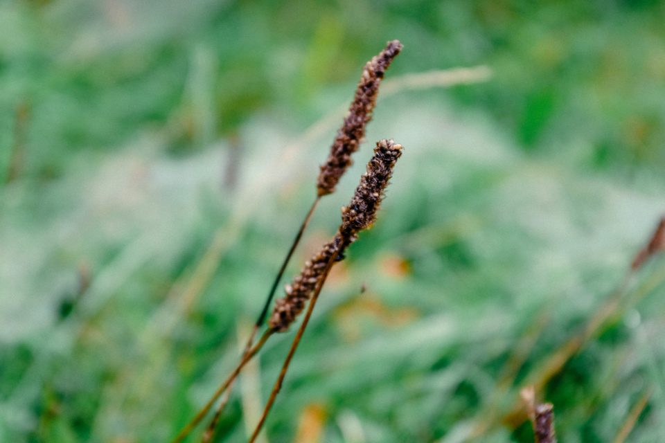 dried blade of grass in the field