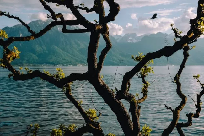 A branched tree in the background of Lake Geneva