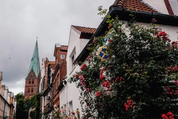 Roses on the streets of Lubeck, Germany