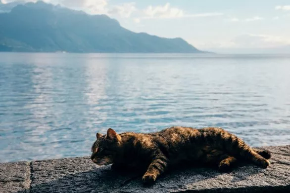 A cat on the shore of Lake Geneva