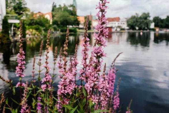 Pink flowers near the lake