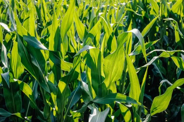 Corn leaves in field