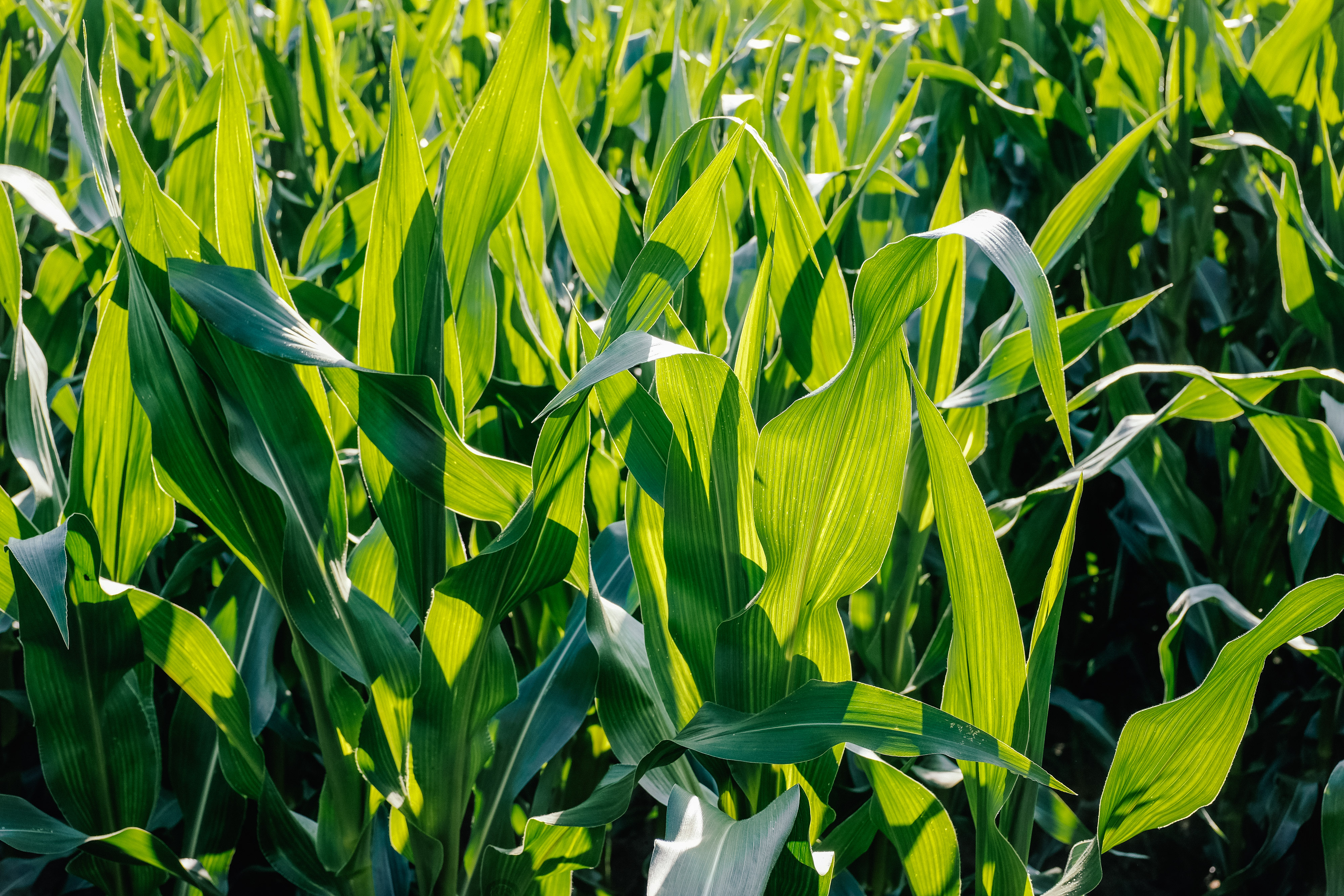 Corn leaves in field free photo on Barnimages