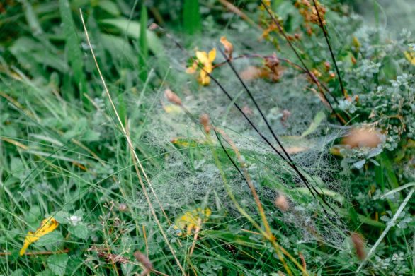 Green grass with spider webs and dew
