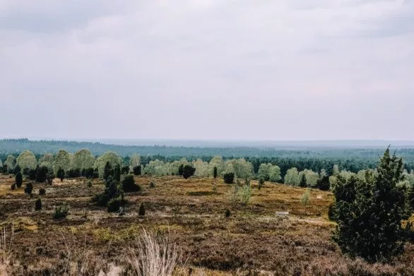 Heathland panorama and trees in Luneburg Heath