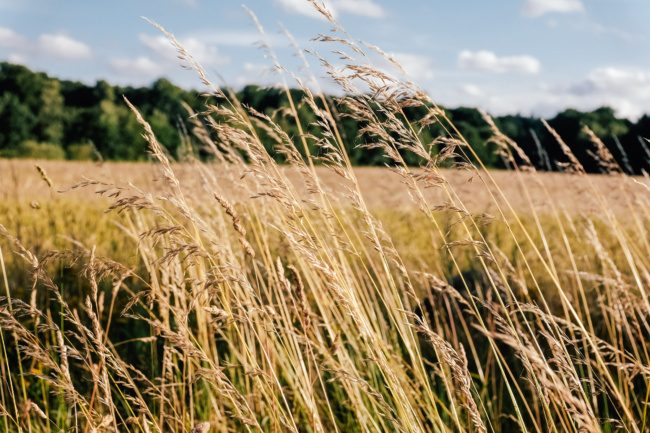 Grass spikes in a summer field