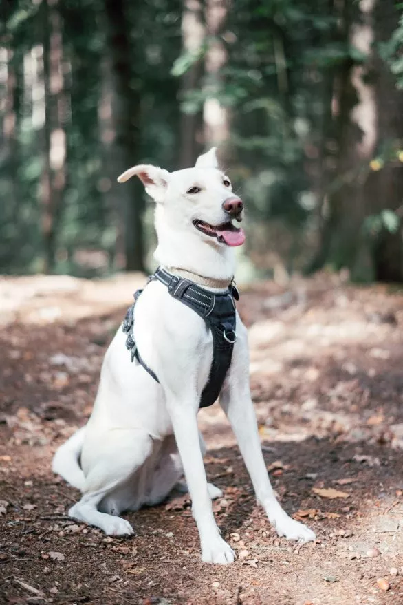 Happy dog in forest