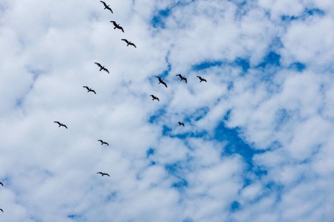 Birds in blue sky with clouds