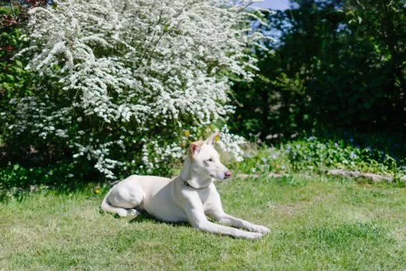 Dog in garden