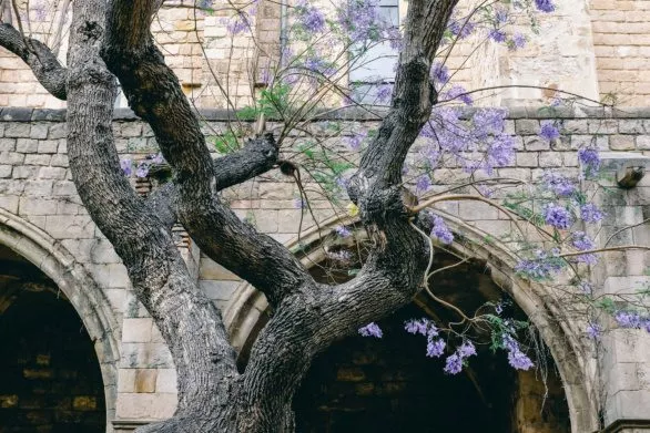 Blossoming tree against a stone wall