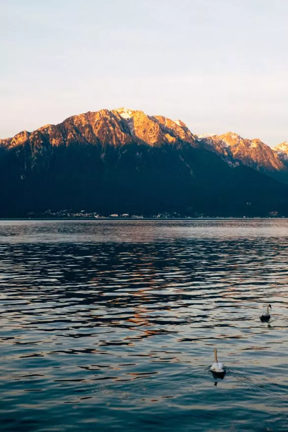 Swans on Lake Geneva at sunset