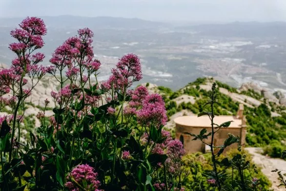Flowers on Montserrat
