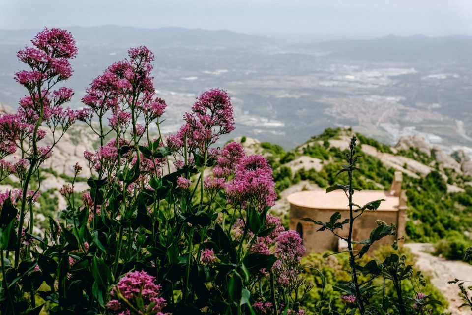 Flowers on Montserrat