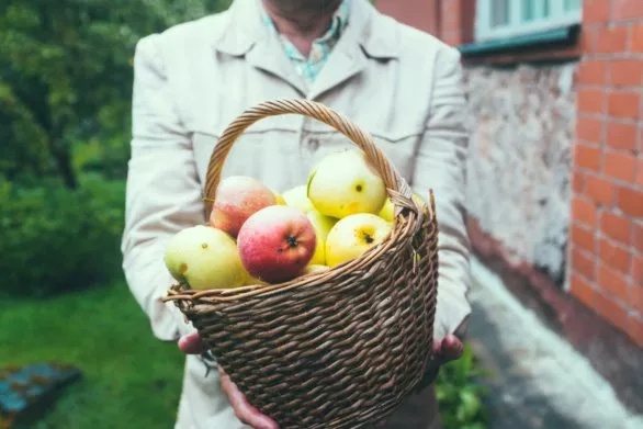 Farmer with a basket of apples