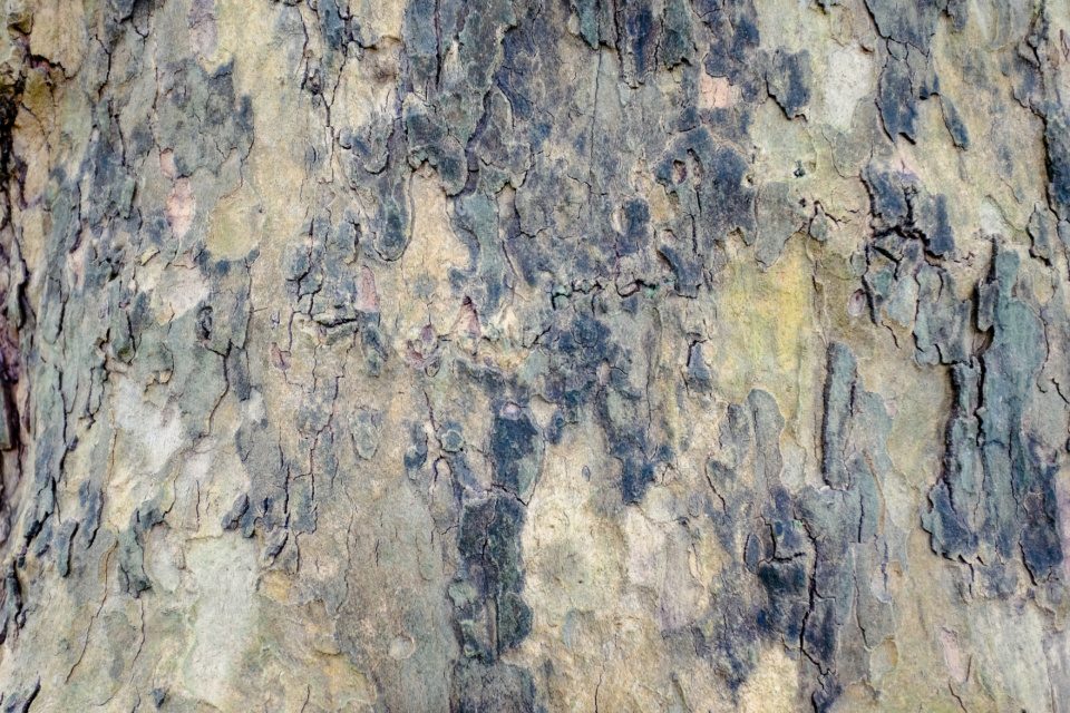 Bark texture of an old tree