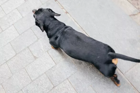 dachshund goes down the sidewalk