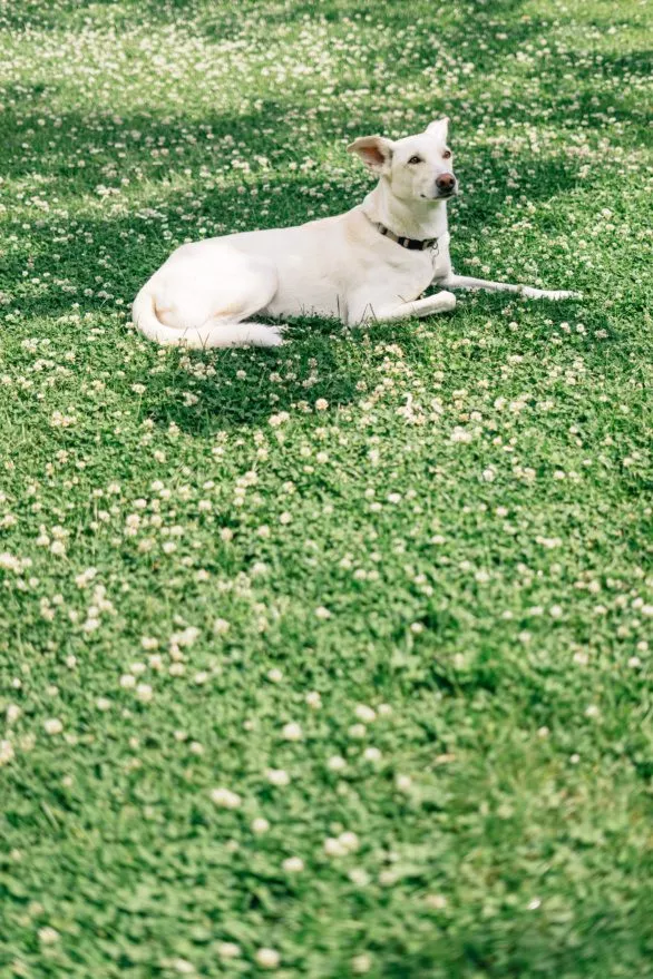 Dog on lawn