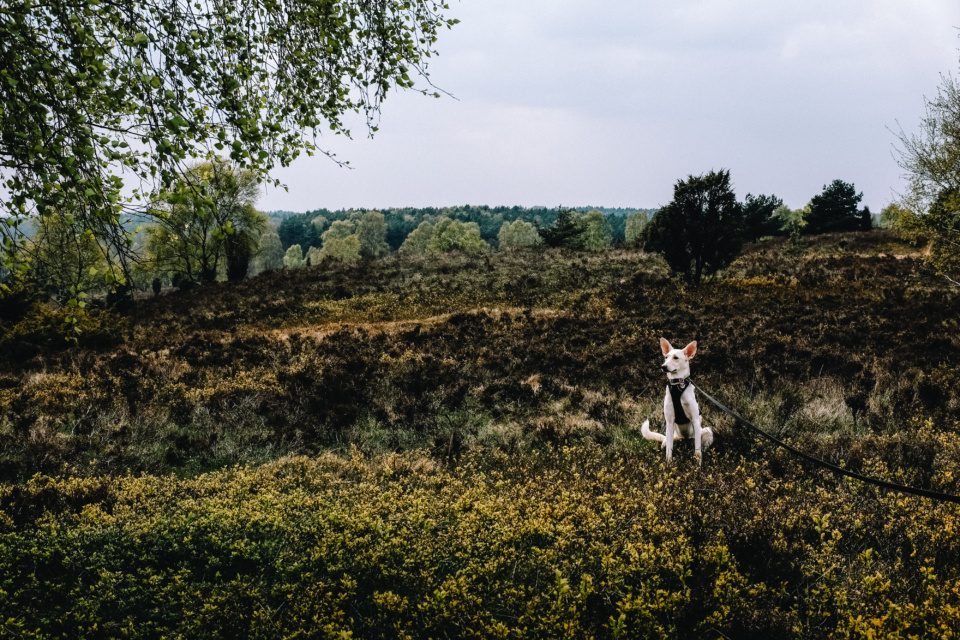 Dog in the heathland