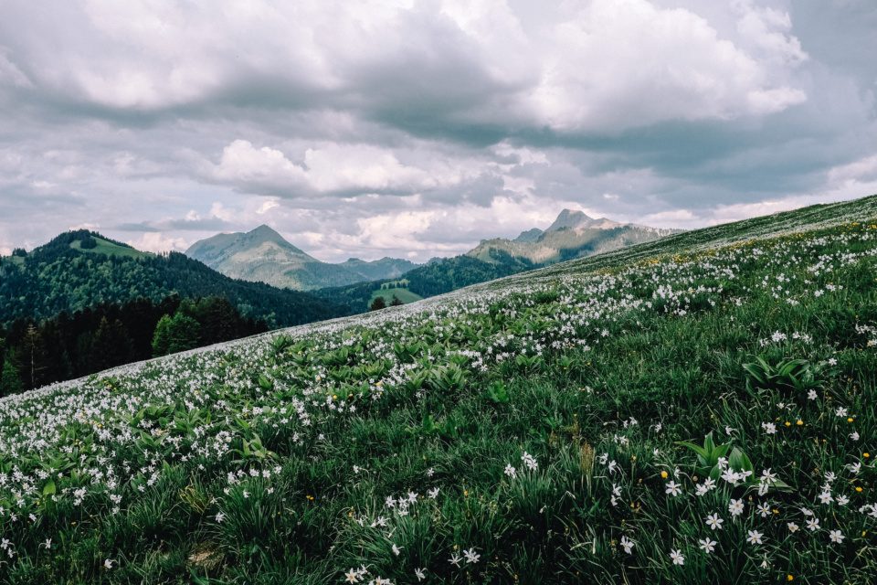 Wild daffodils in the Swiss Alps