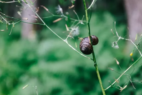 The snail on the grass in the woods
