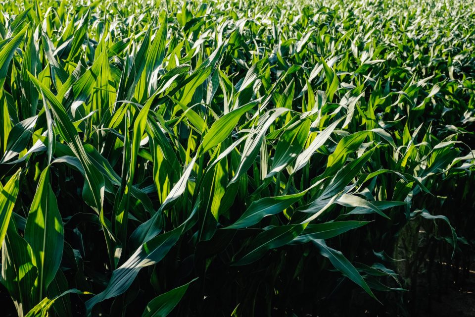 Corn leaves in the field