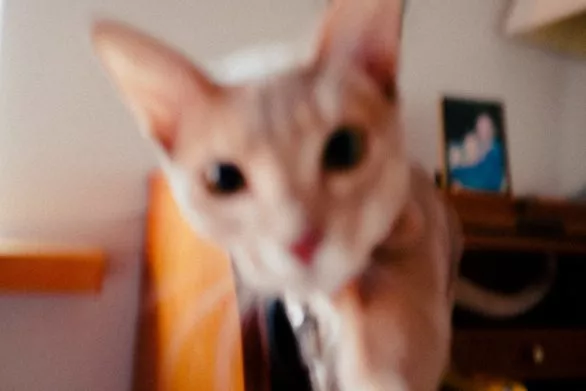 Curious cat blurred
