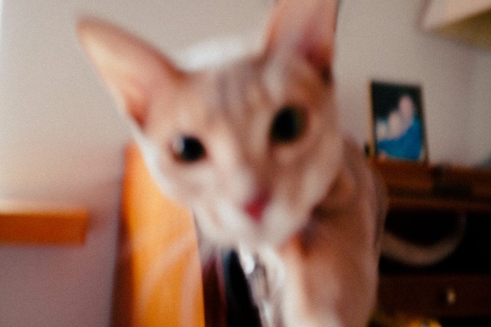 Curious cat blurred