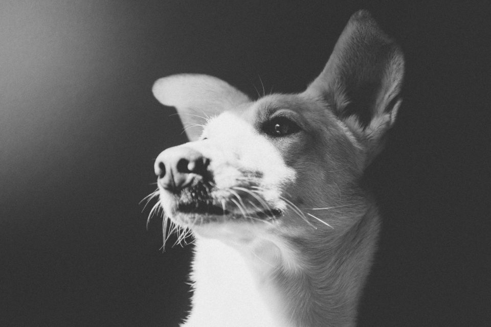 Close portrait of a dog