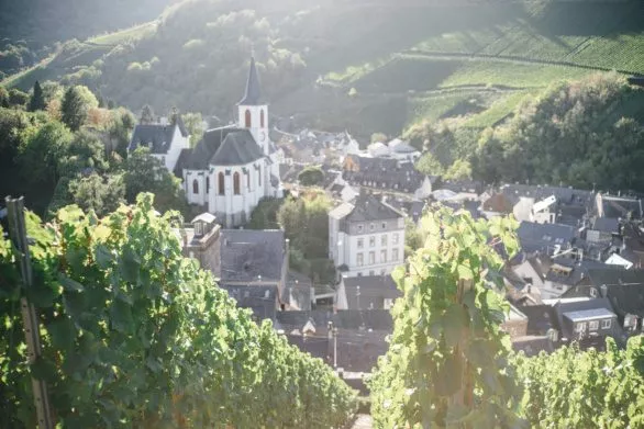 Vineyards in Trarbach in the Moselle valley, Germany