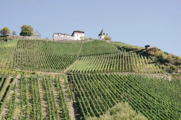 Vineyards in the Moselle valley, Germany