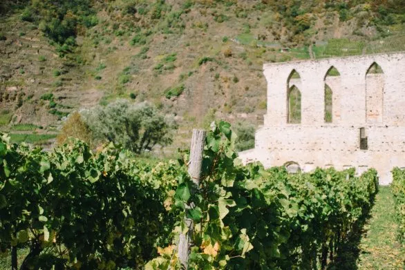 Wine grapes and ruins of Monastery Stuben in the Moselle Valley