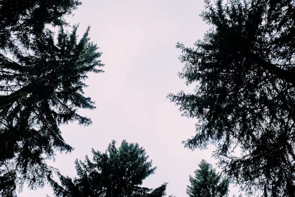 Forest trees in the sky