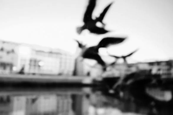 Abstract birds (Florence, Italy)