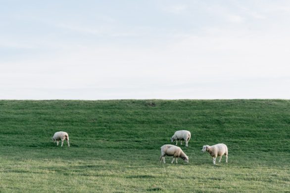 Sheep in  Haseldorfer Elbe Marshes