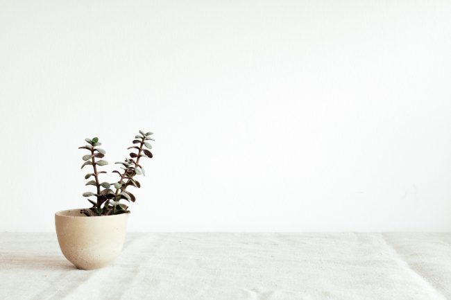 Minimalistic still life with a plant on a linen cloth