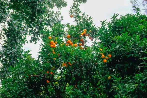 Orange fruits on an orange tree